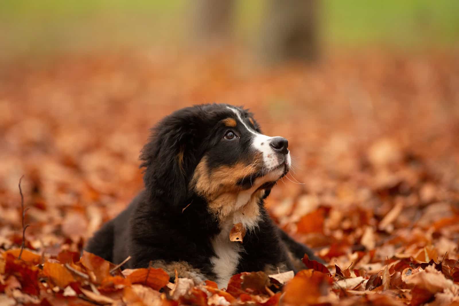 12 Best Bernese Mountain Dog Breeders In The States