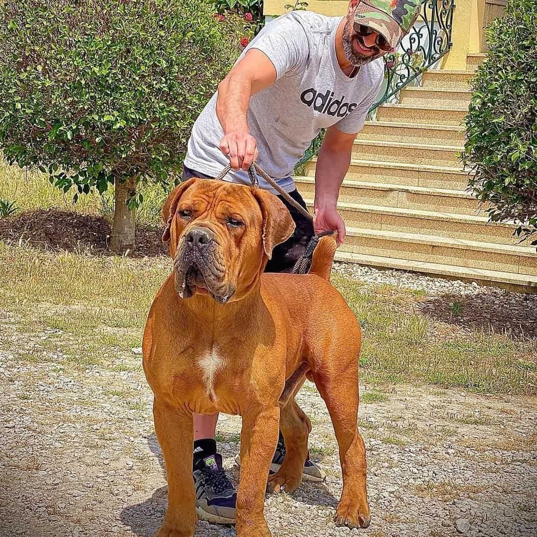 best boerboel breeders training dog