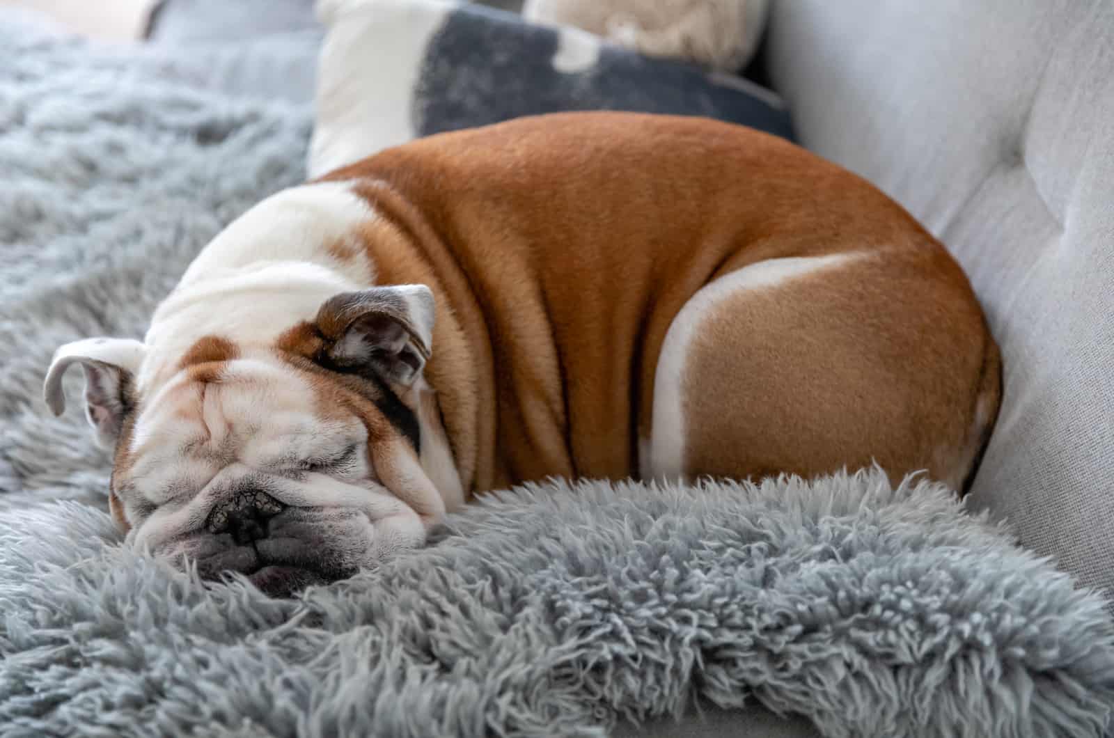 13 Best Bulldog Beds For Optimal Sleep & Healthy Development