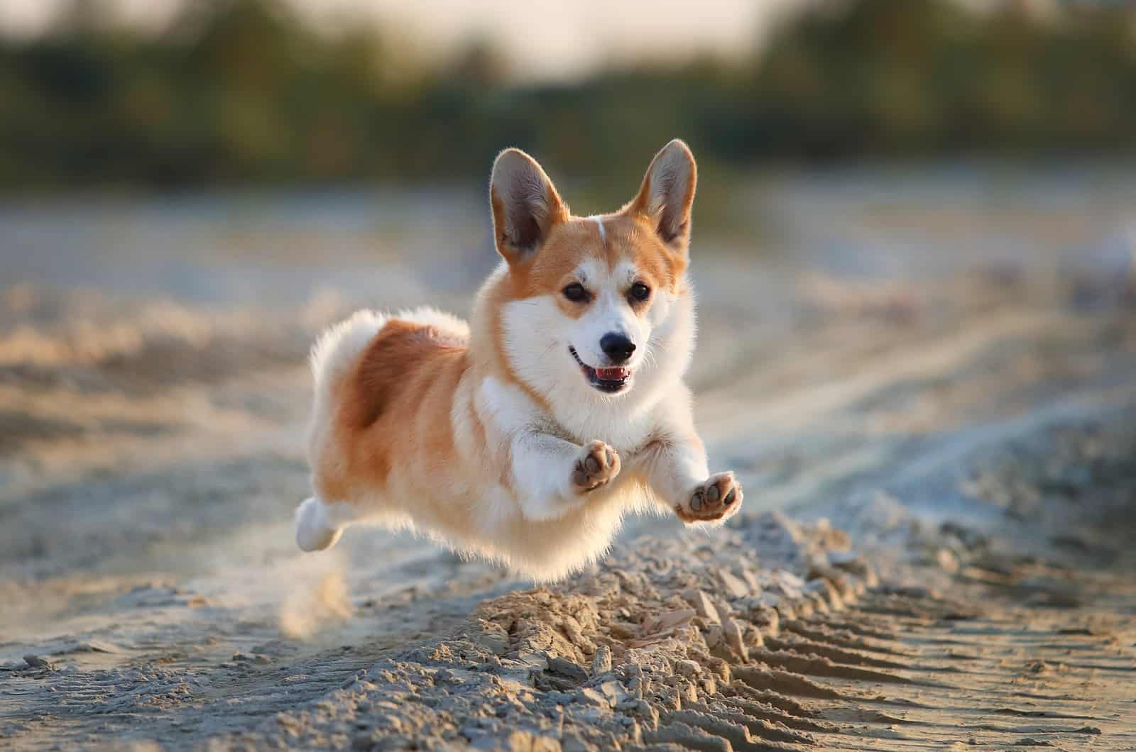 11 Best Corgi Rescues For Adoption: Where To Find Your Corgi