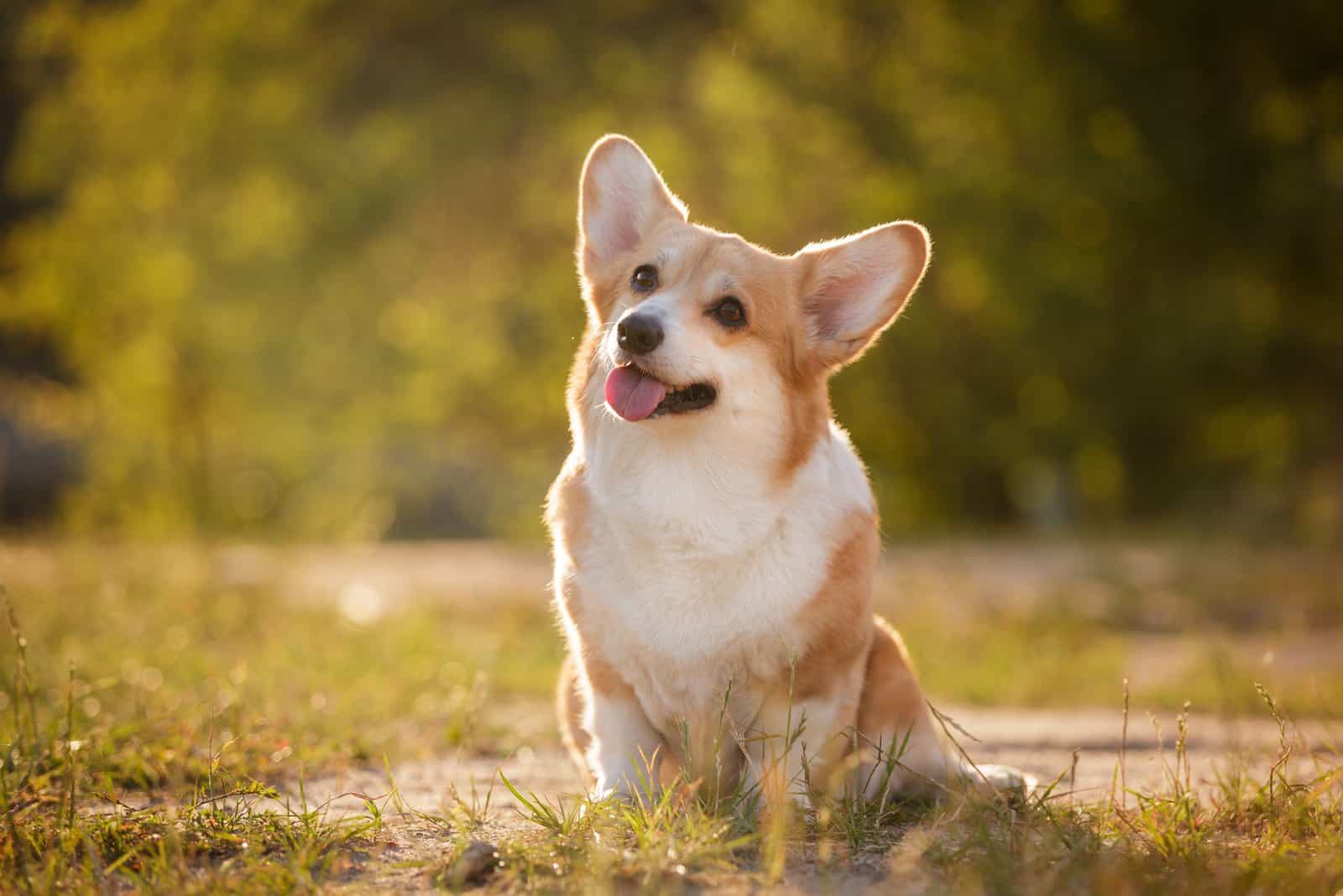 6 Best Corgi Rescues In California: Where To Adopt A Puppy