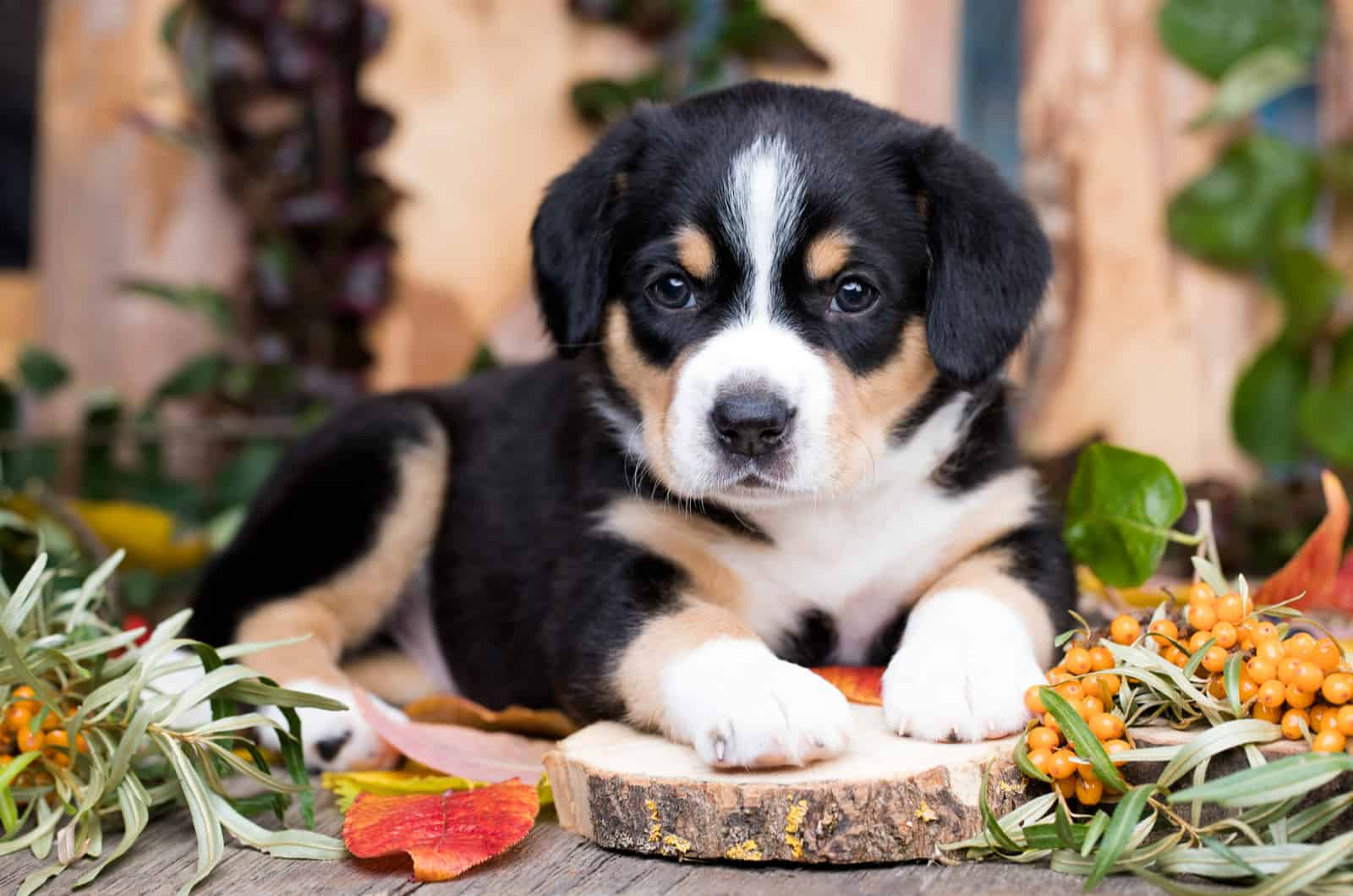 Best Dog Breeders In British Columbia: 14 Superb Breeders