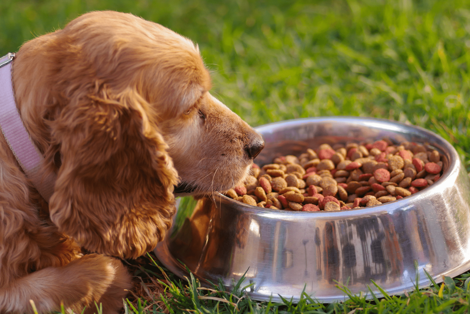 Best Dog Food For A Cocker Spaniel: Top 18 Choices For Your Pup