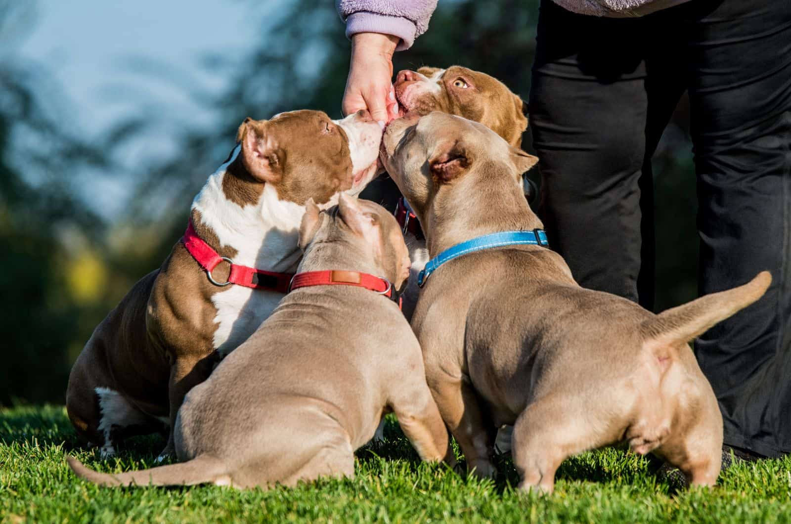 Best Dog Food For An American Bully: Yummy & Healthy Choices