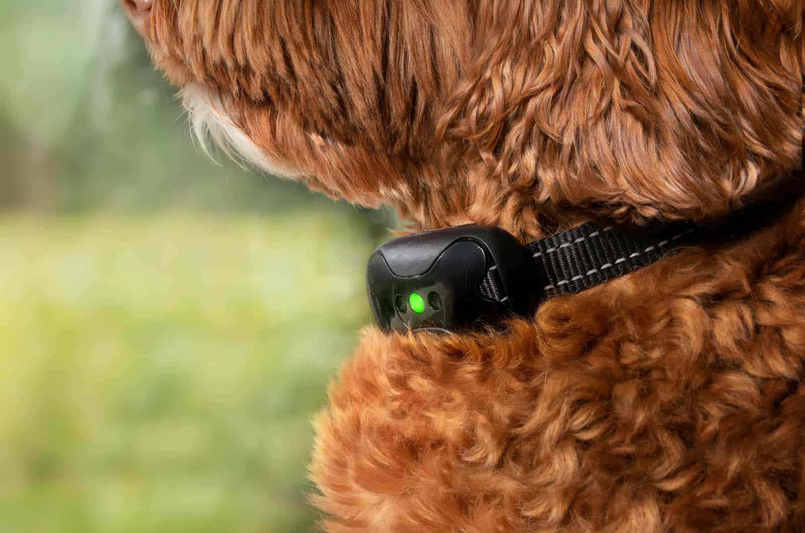 Best Shock Collar For Small Dogs: 14 Types For Small Pooches