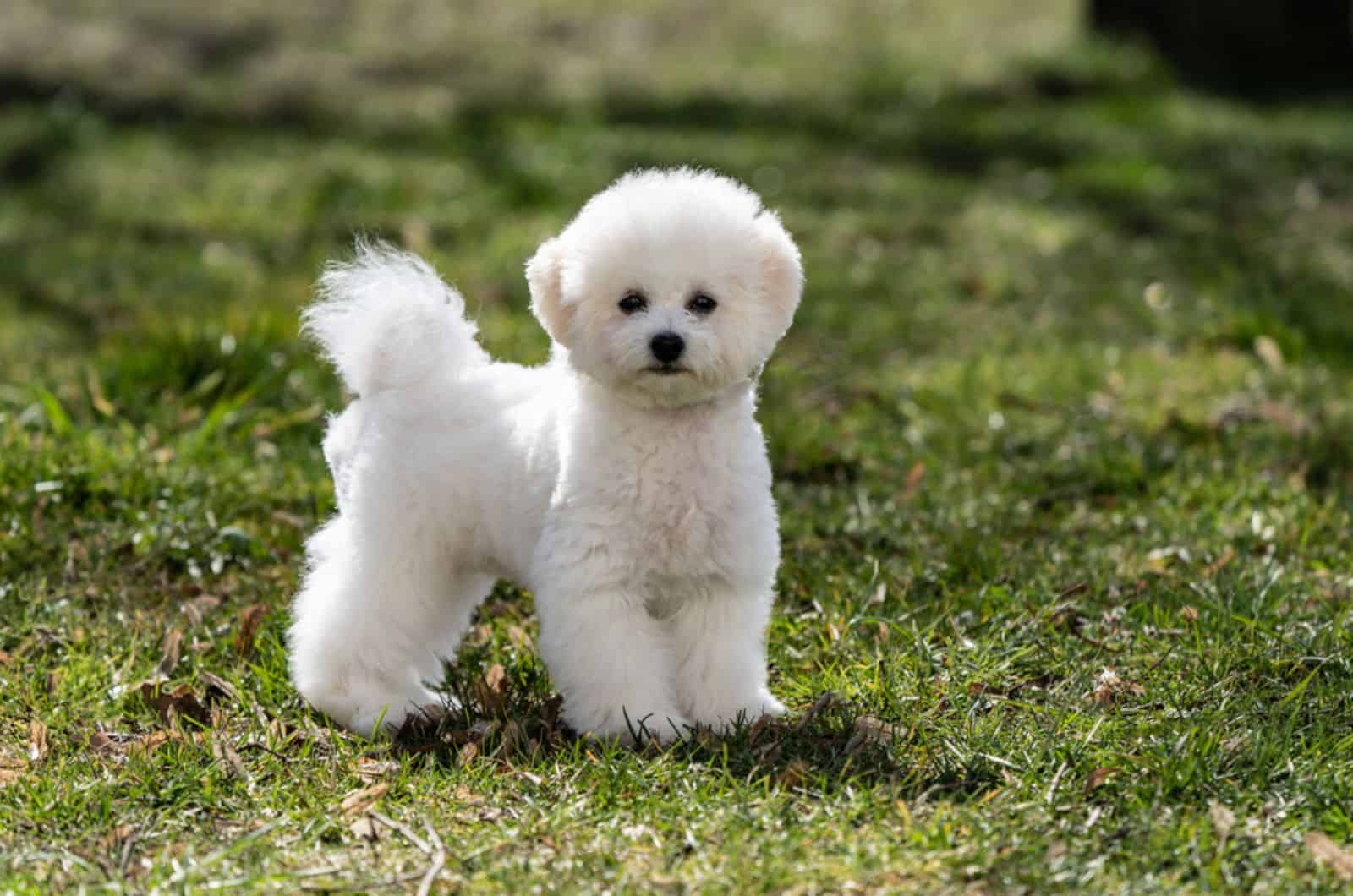 bichon frise standing in the park