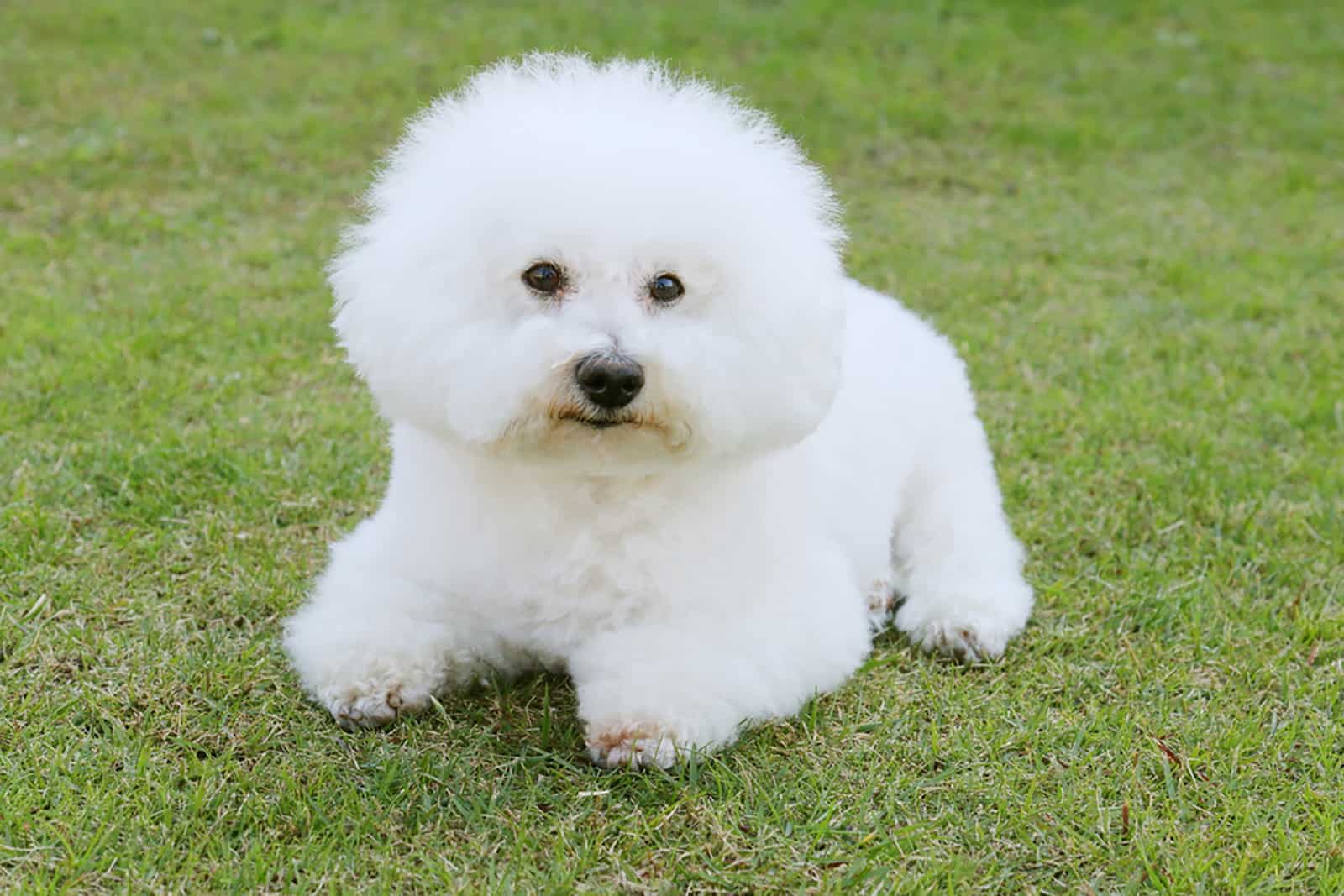 bichon frise sitting on the grass