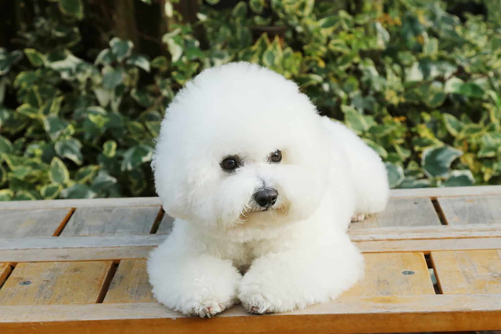 bichon frise sitting outdoors