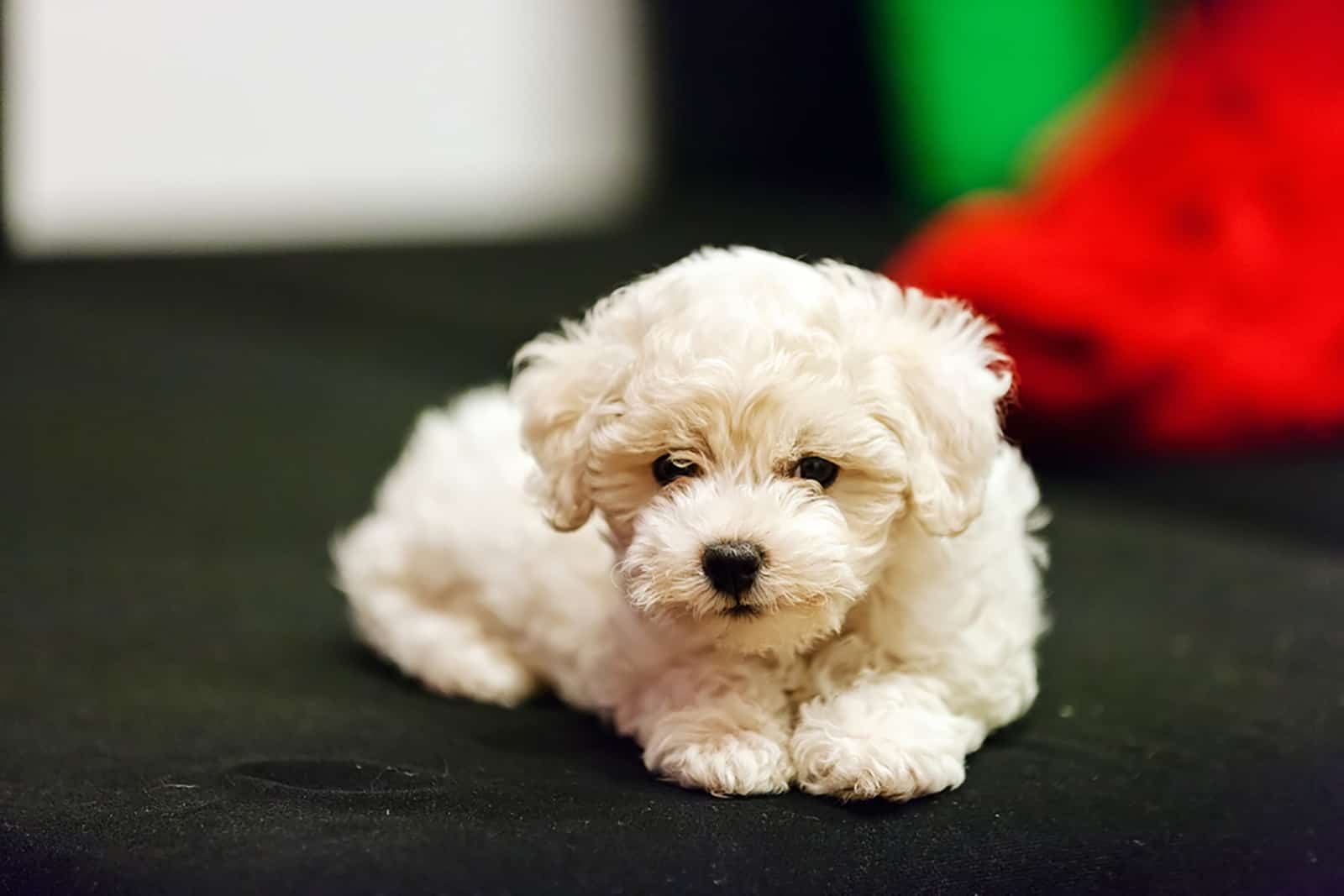 bichon frise lying on the sofa