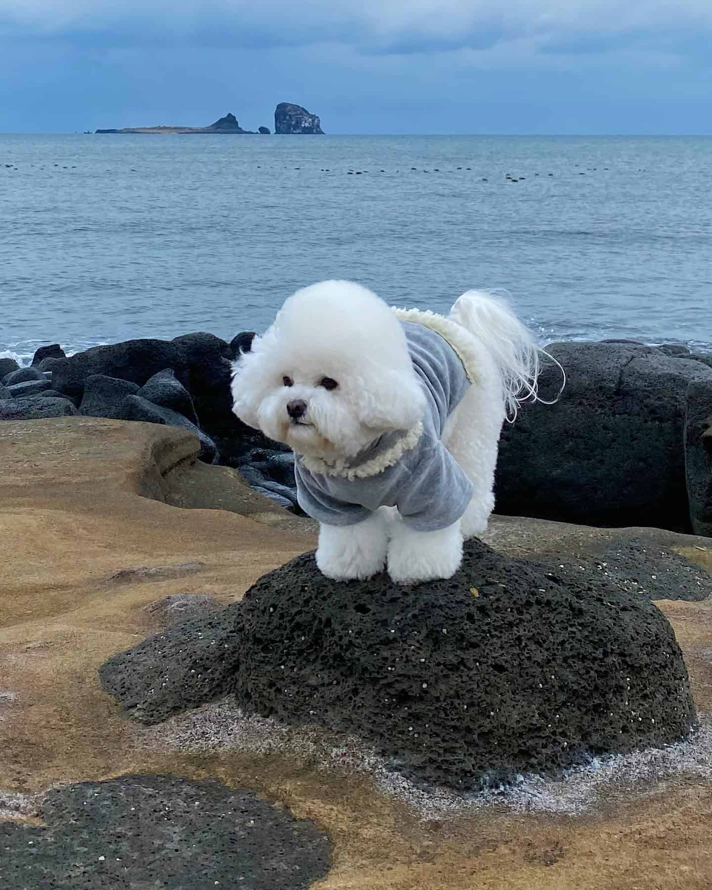 bichon frise at the beach