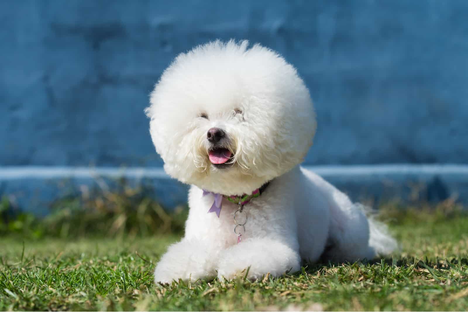 Bichon Frise Dog lying on the grass