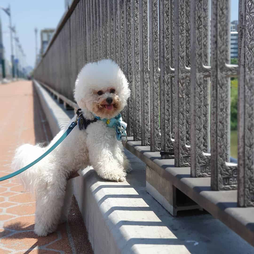 Bichon Frise dog outdoors