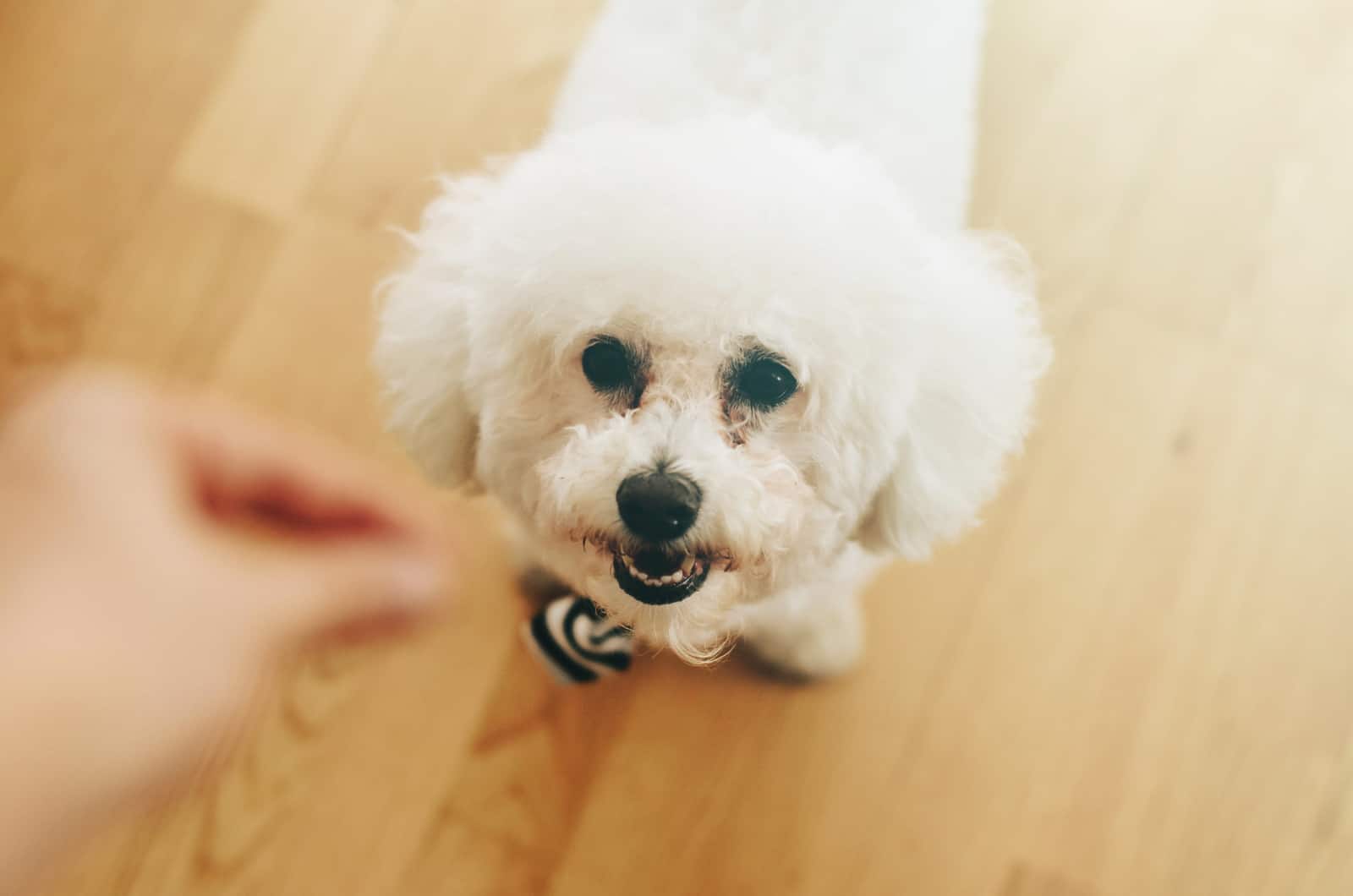 bichon frise getting a snack