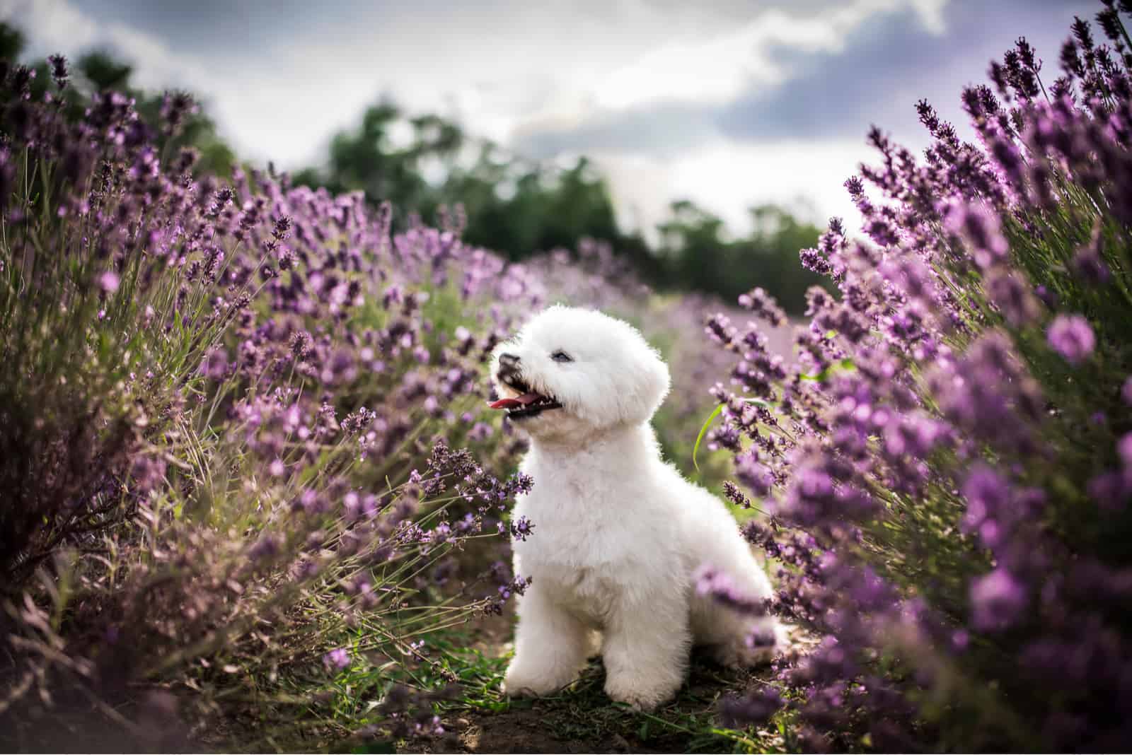 bichon frise in a field