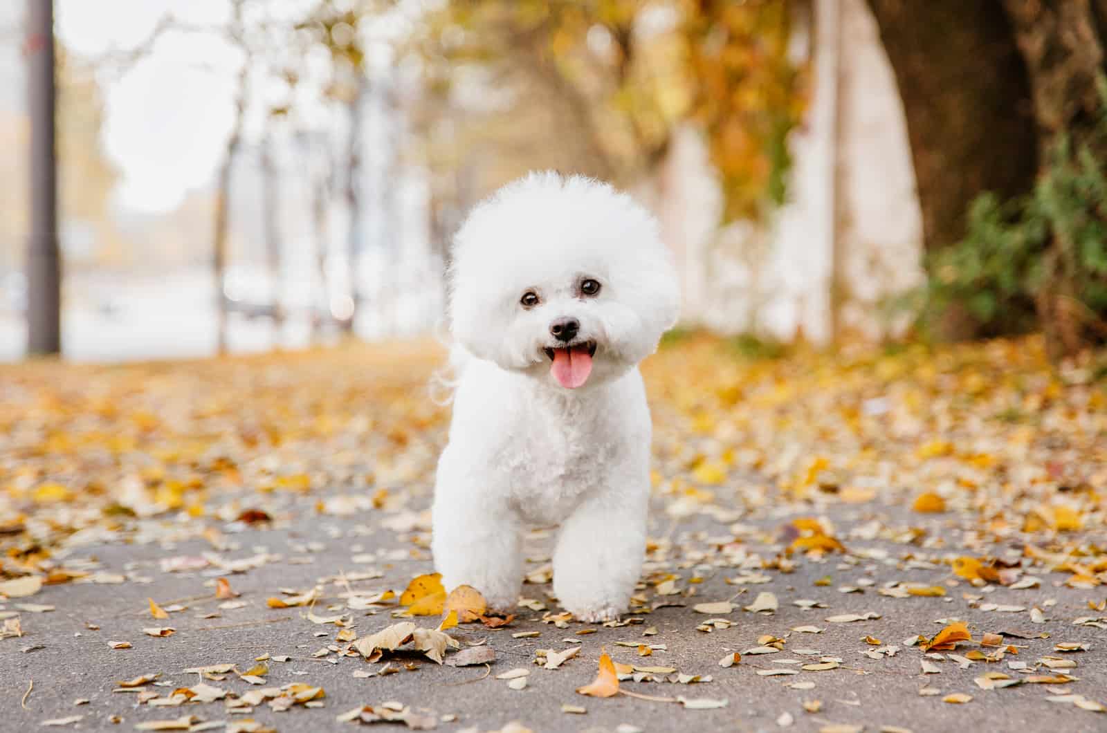 bichon frise photographed in autumn