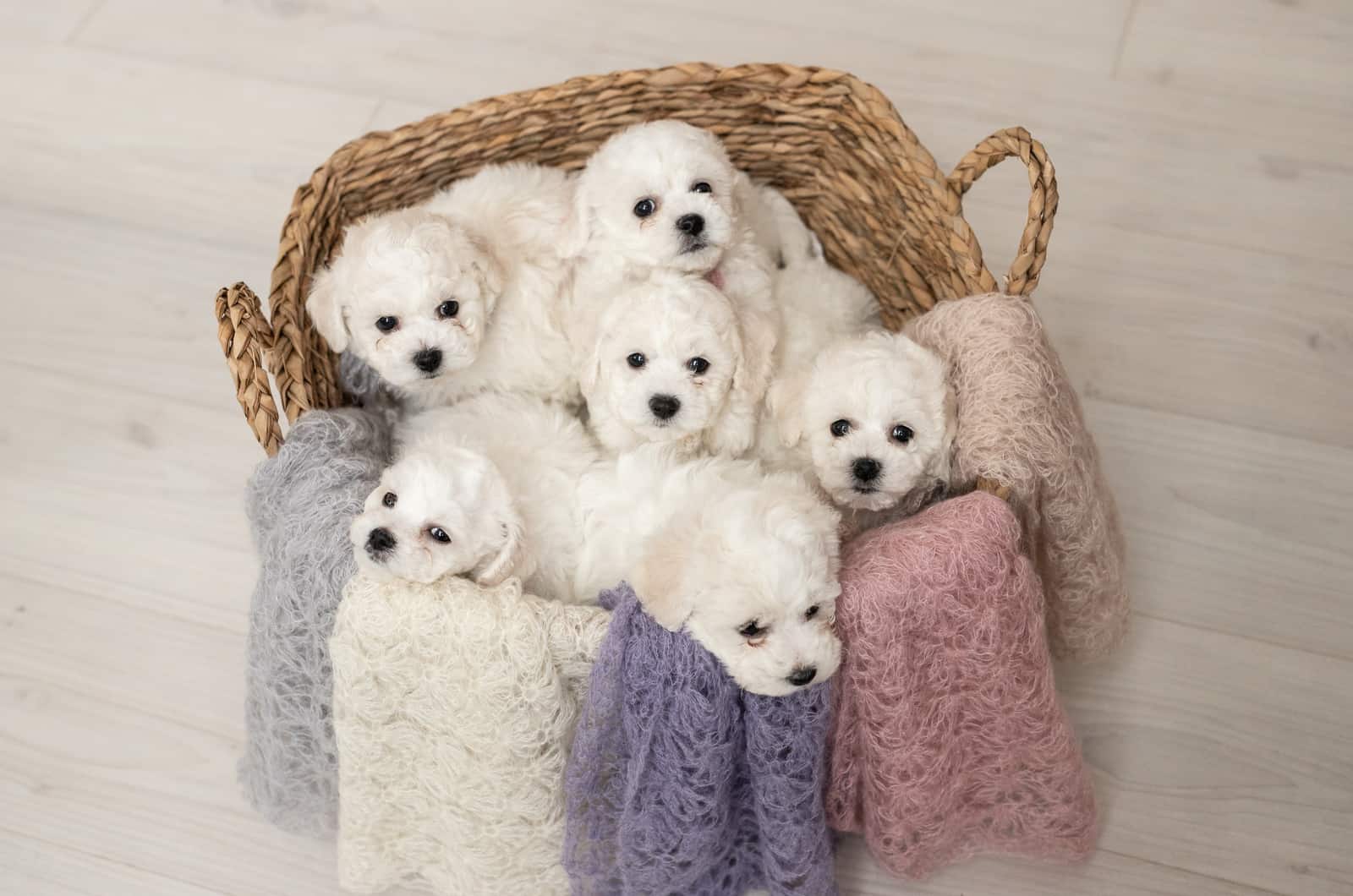 bichon frise puppies in a basket