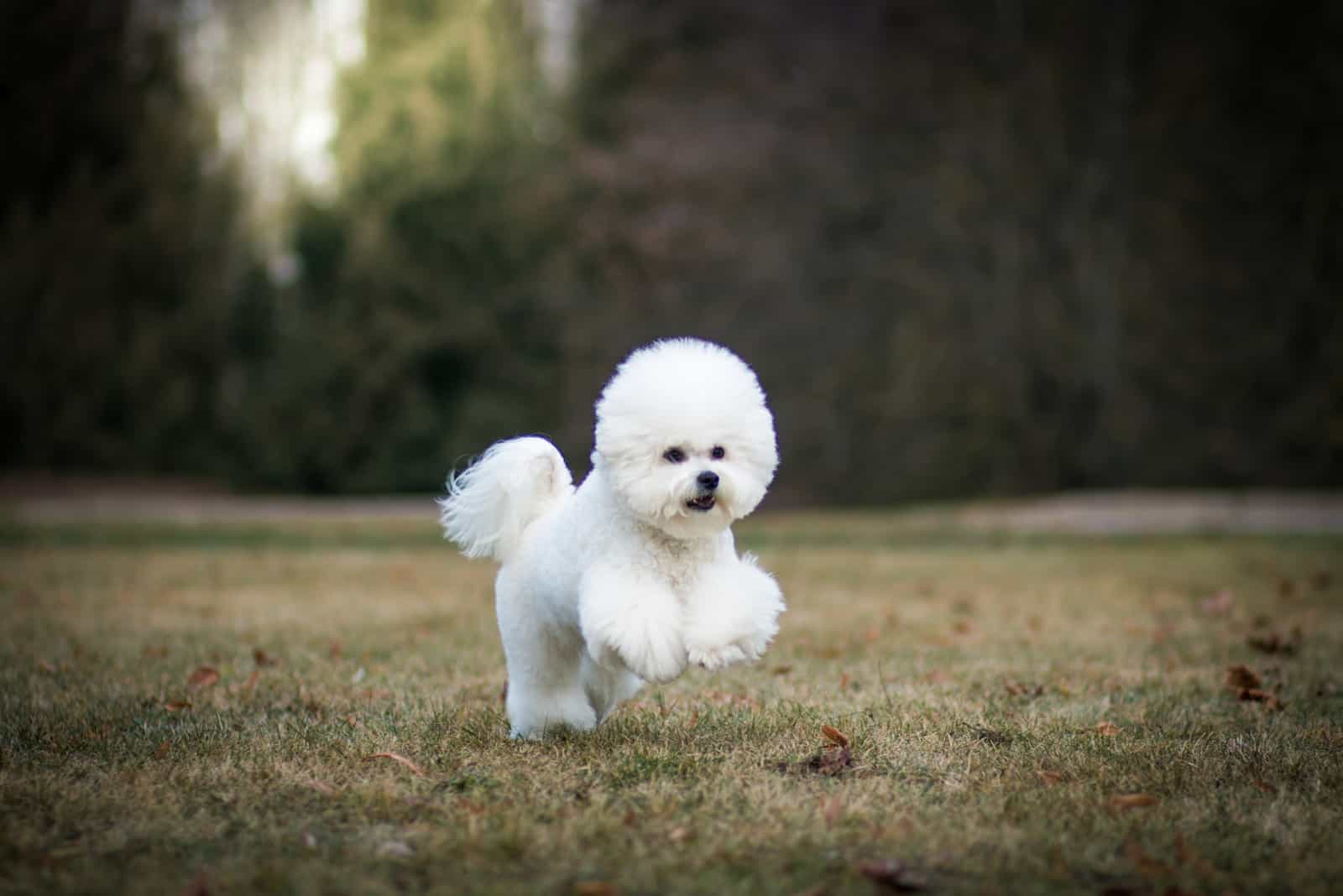 Bichon Frise running outside