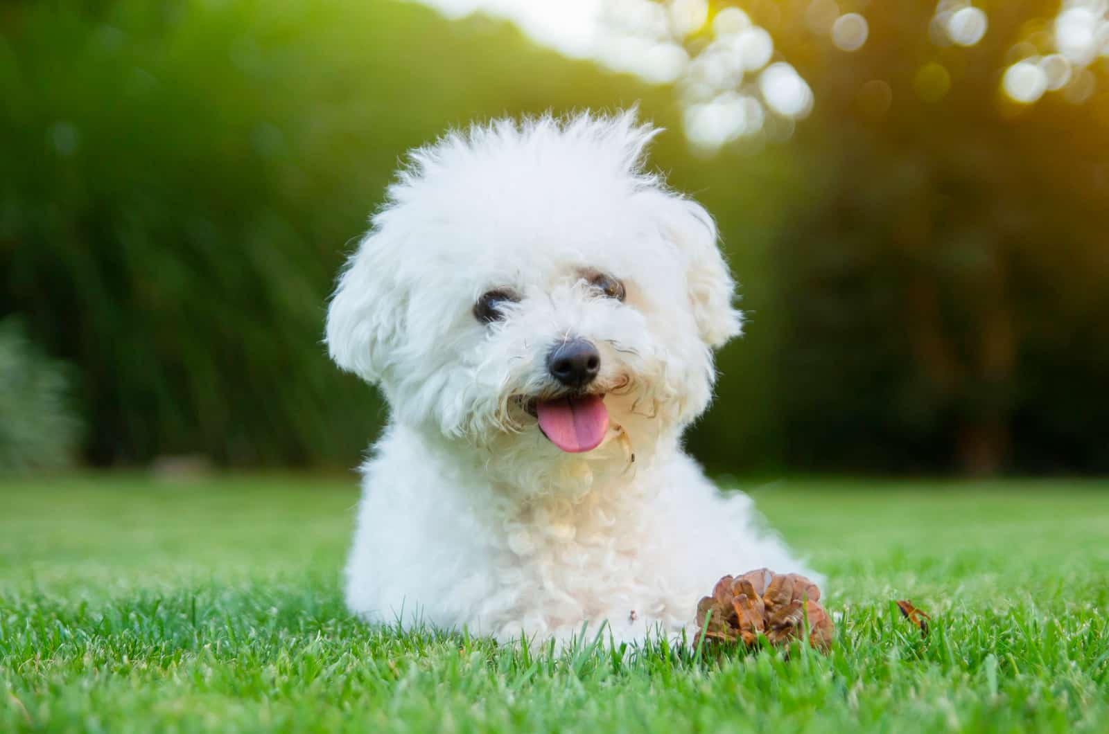 Bichons Frises puppy is lying in the grass