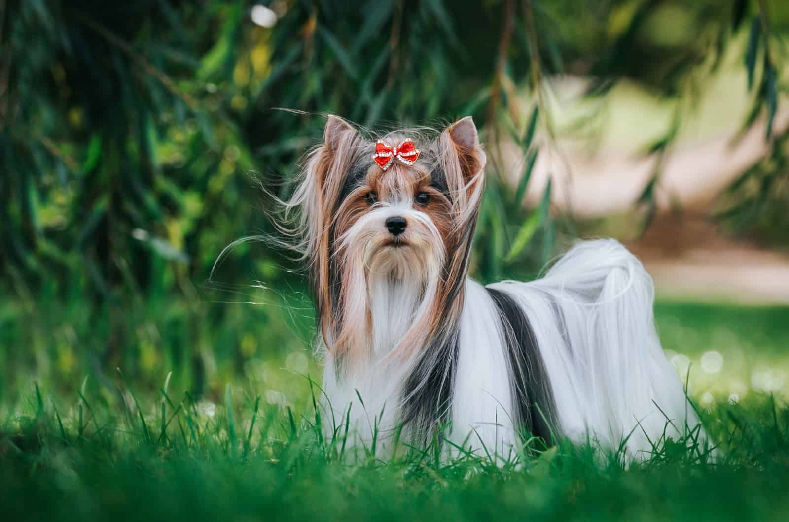 Biewer Terrier looking at camera