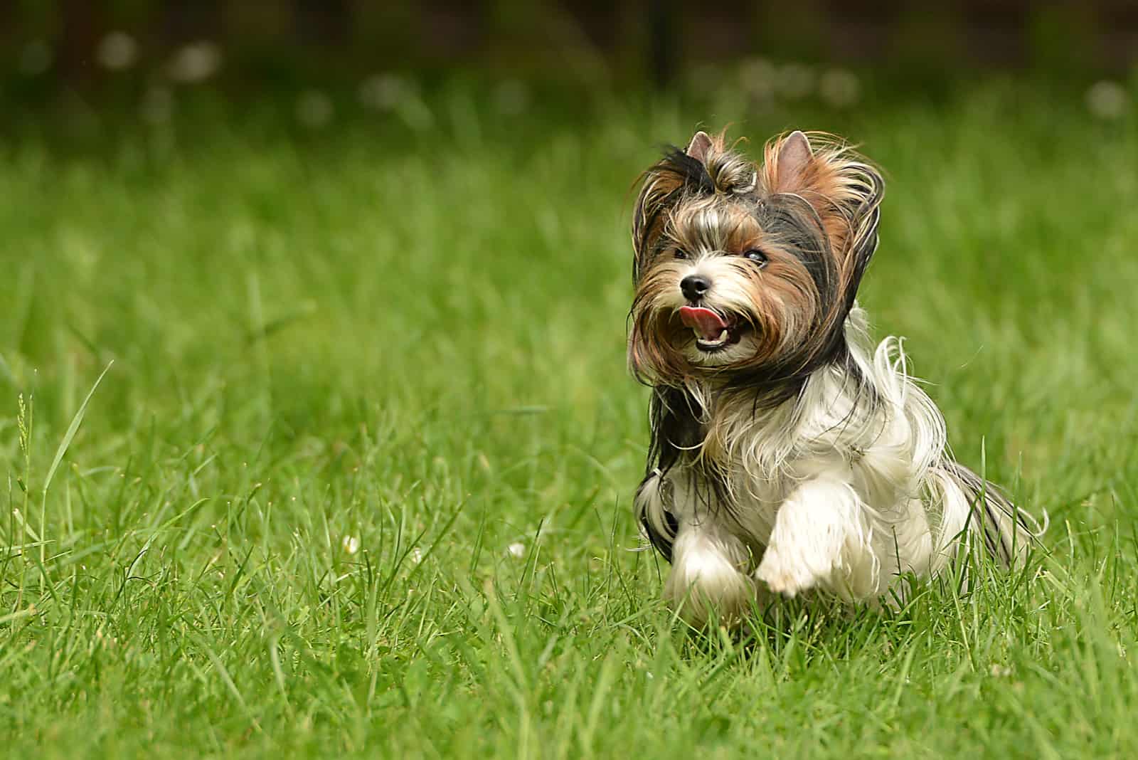 Biewer Terrier running in the meadow