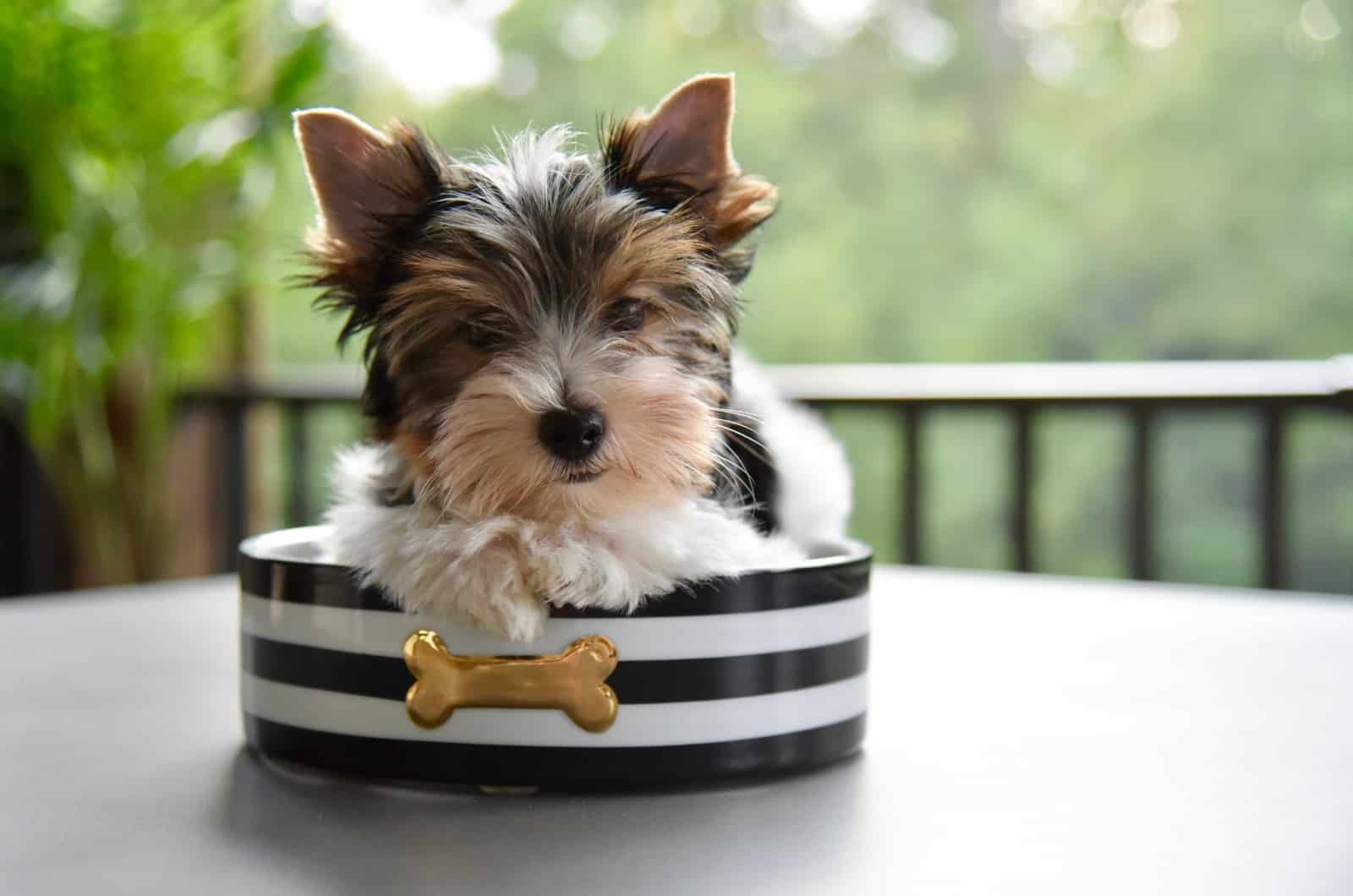 Biewer Terrier sitting in box