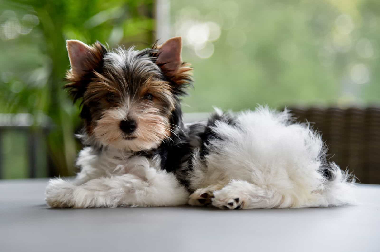 Biewer Yorkshire Terrier puppy laying on a grey table