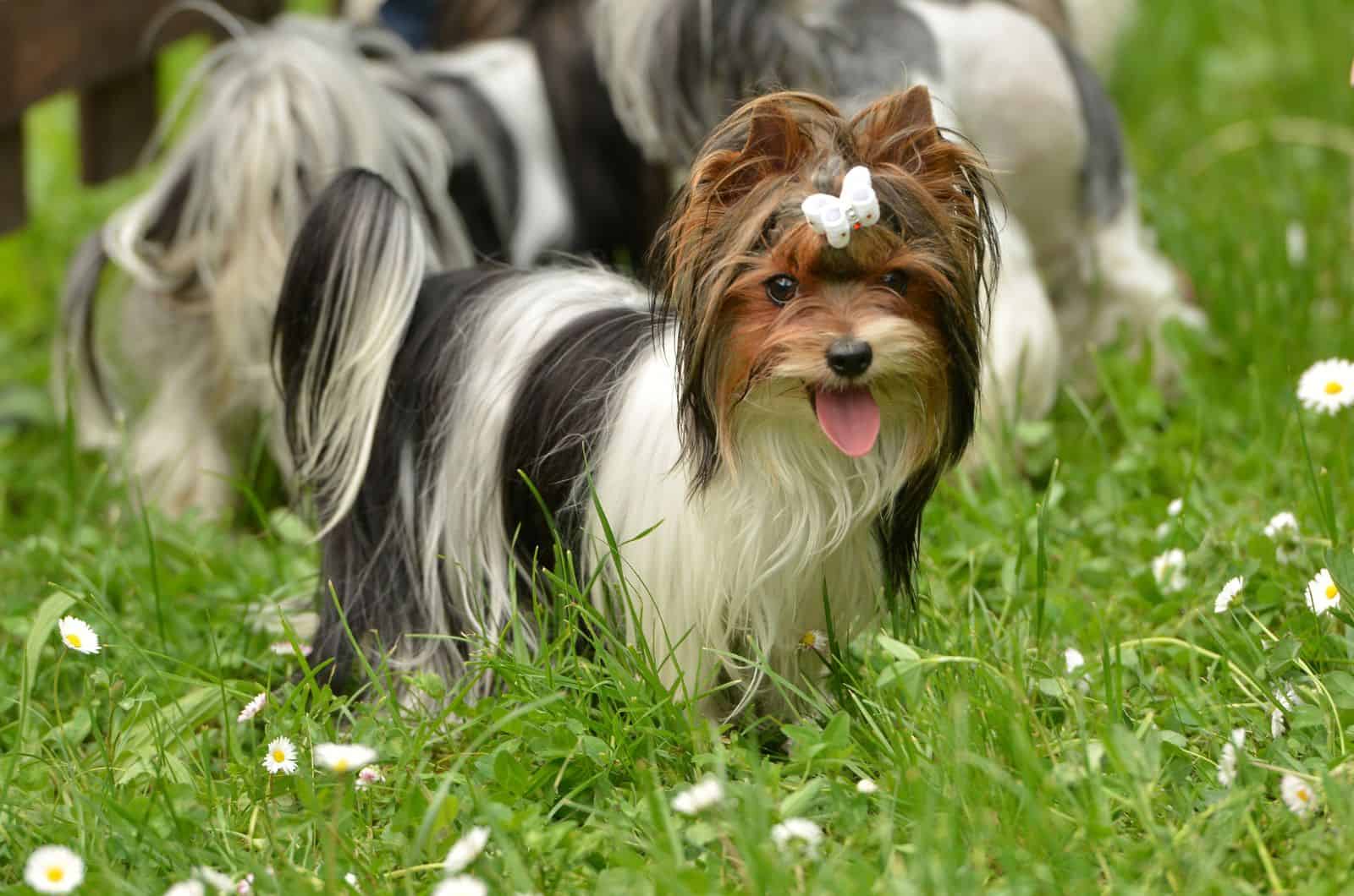 Biewer-Yorkshire terrier