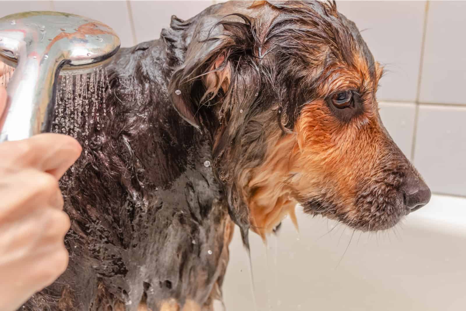 Big beautiful German shepherd takes a bath