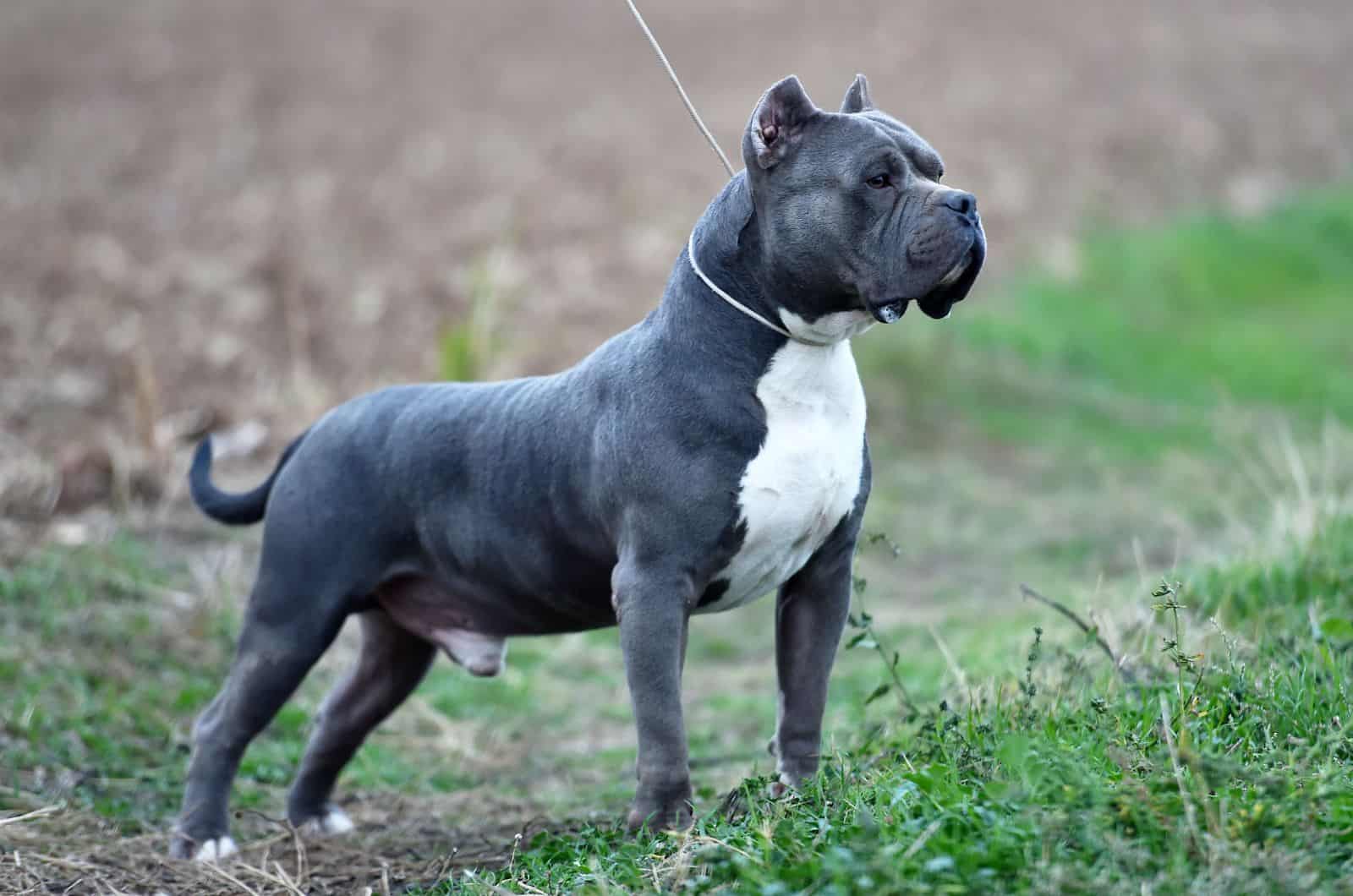 big black Bully standing outside