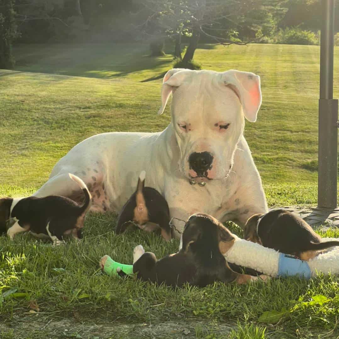 big dog feeding puppies
