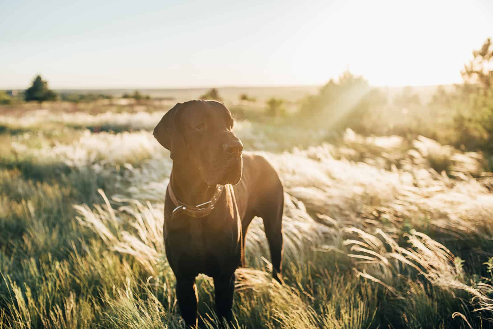 big dog great dane