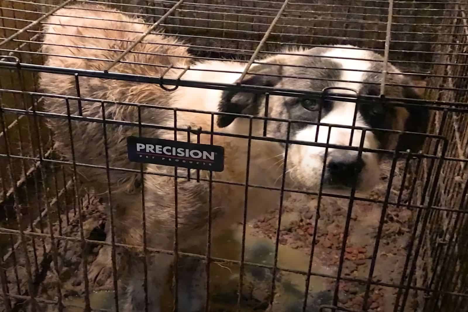 big dog in small crate looking sad