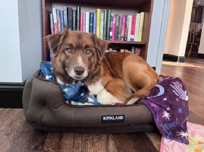 big dog laying in a dogs bed