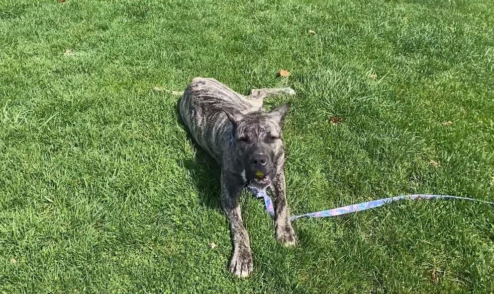 big dog on green grass