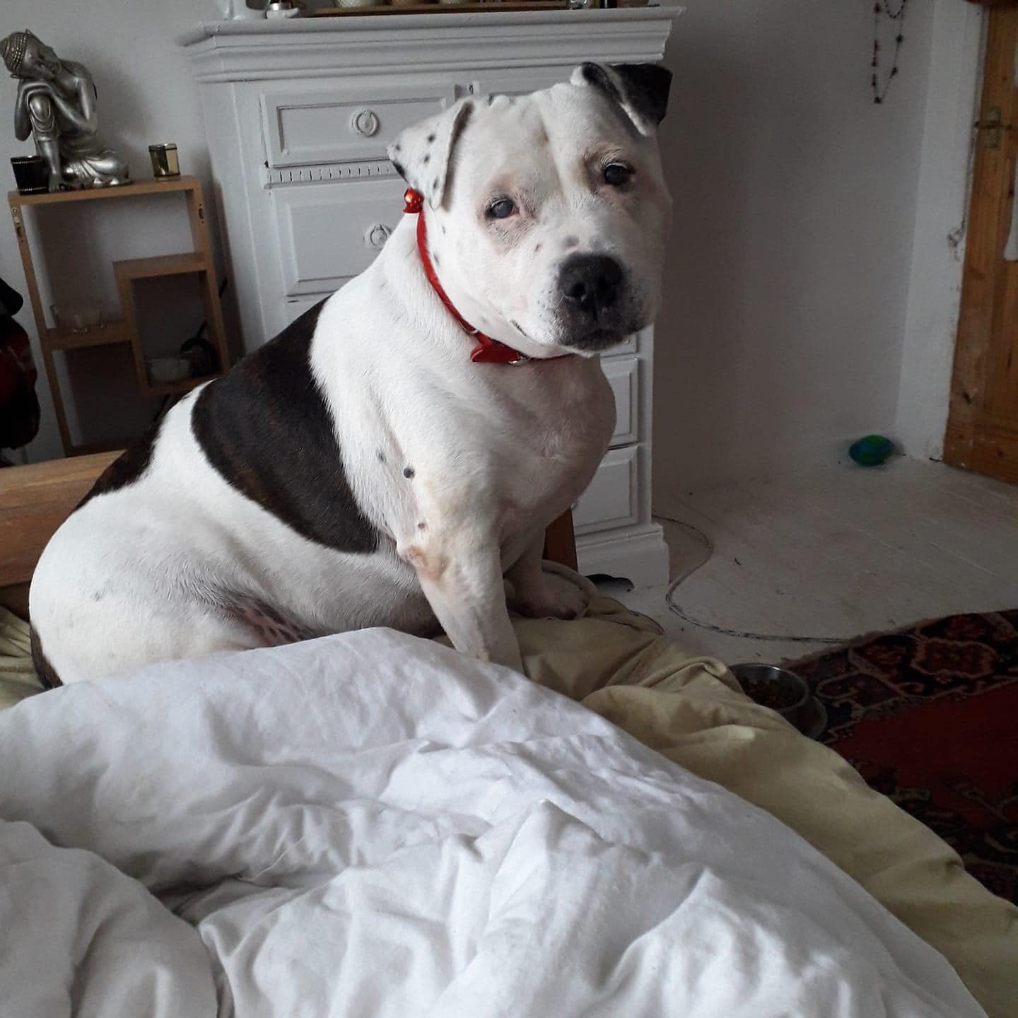 big dog sitting on bed