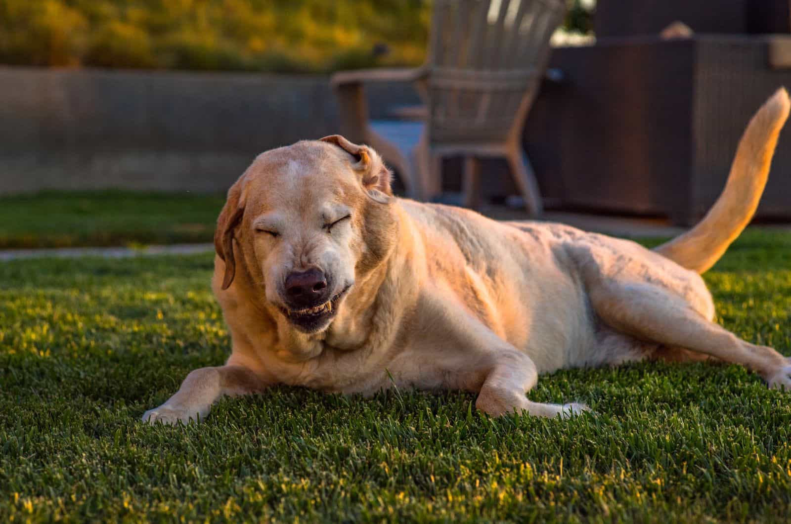 big dog sneezing