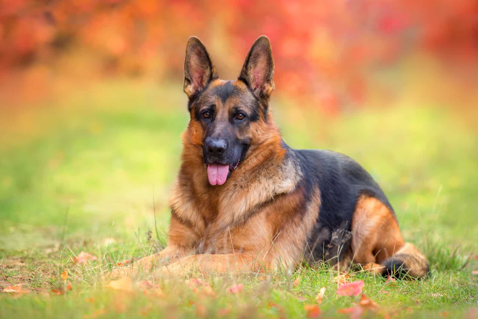 big German Shepherd posing for camera while sitting outside