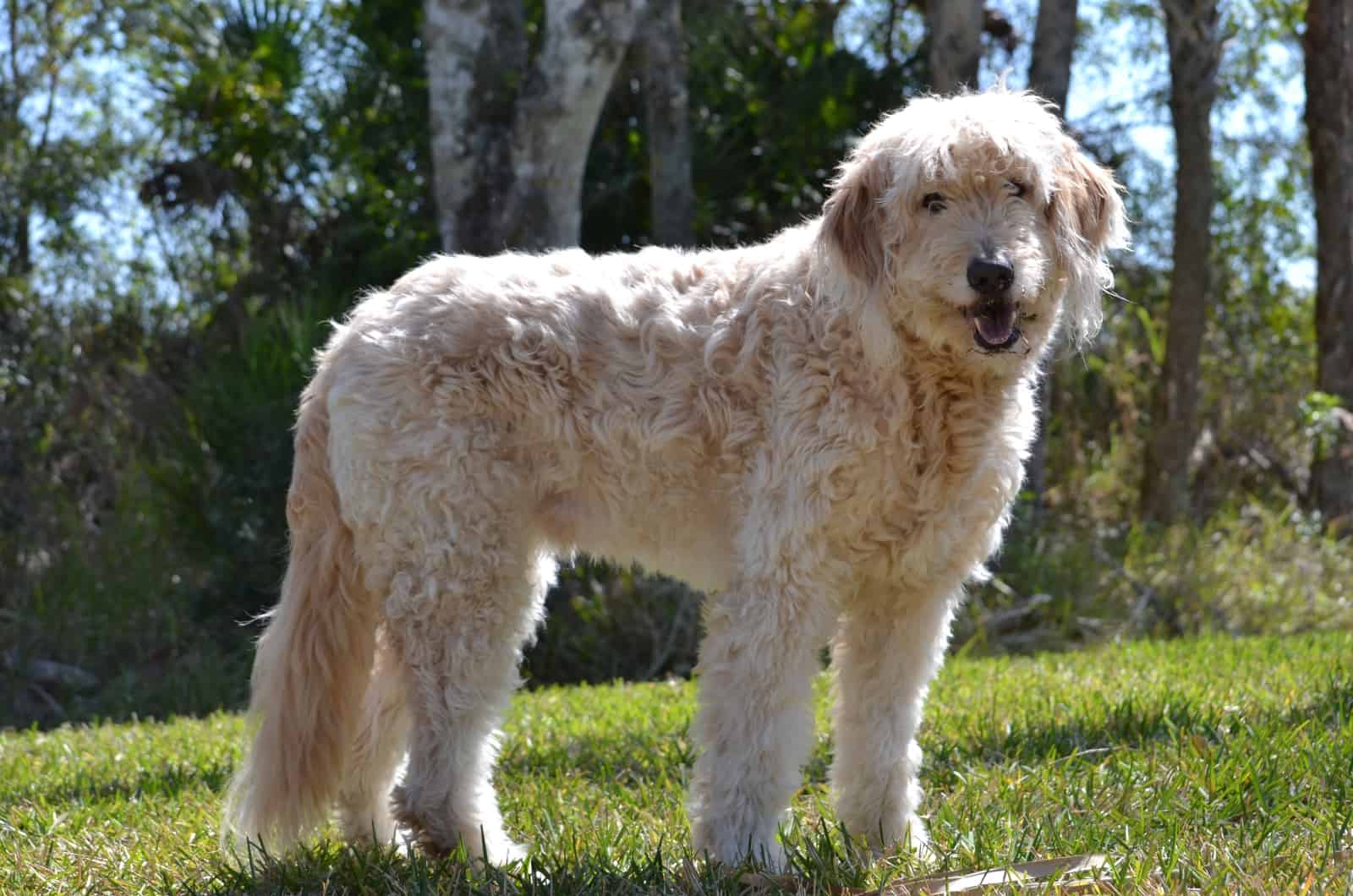 big Goldendoodle standing outside