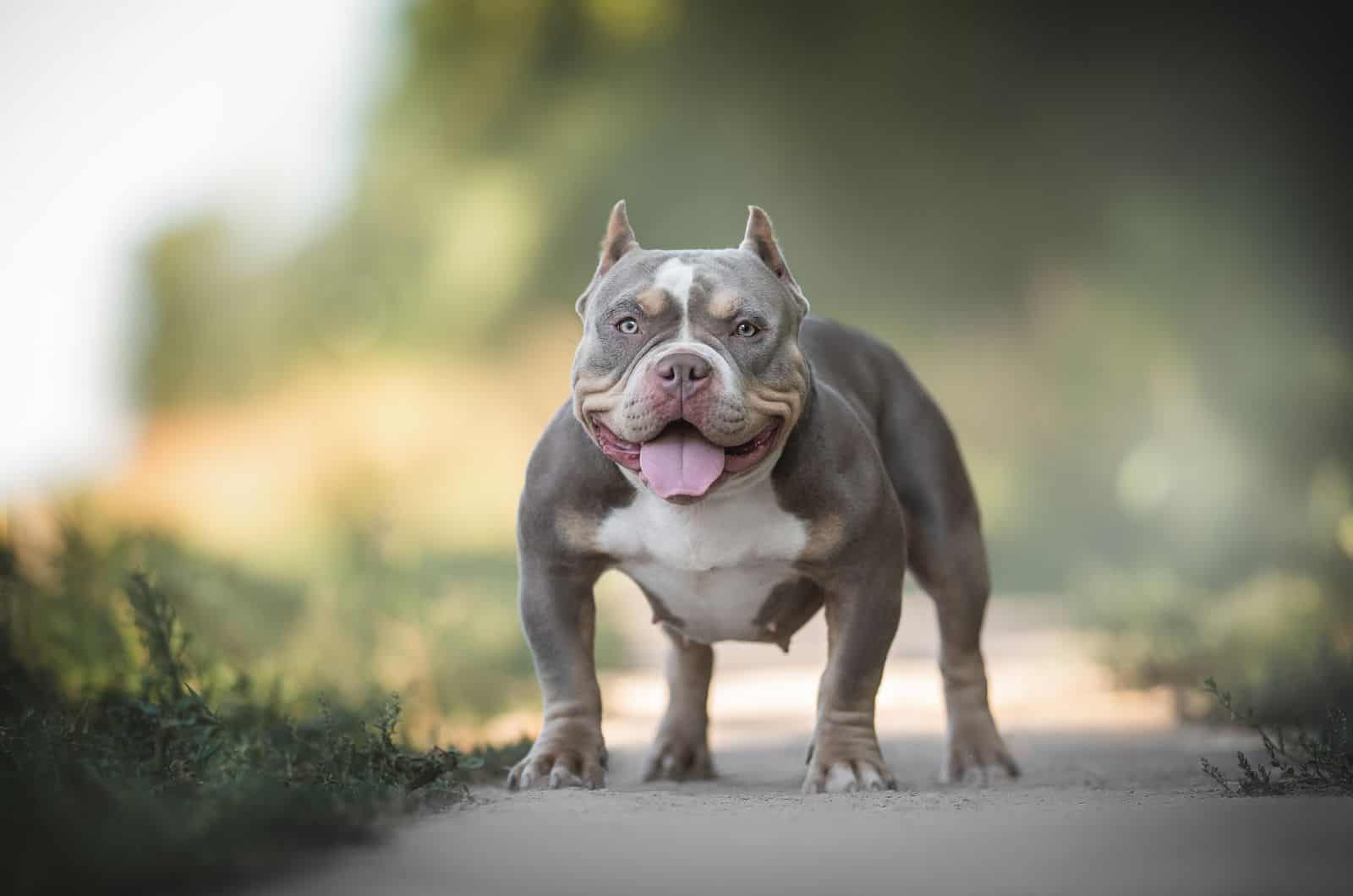 big grey Bully