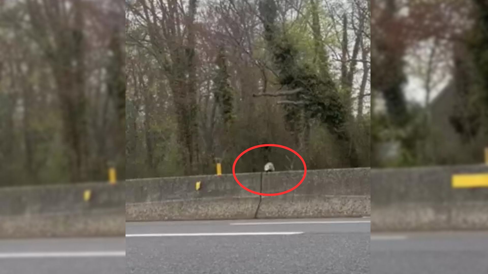 Woman Discovers The True Identity Of An Animal Stuck On A Highway And It’s Shocking