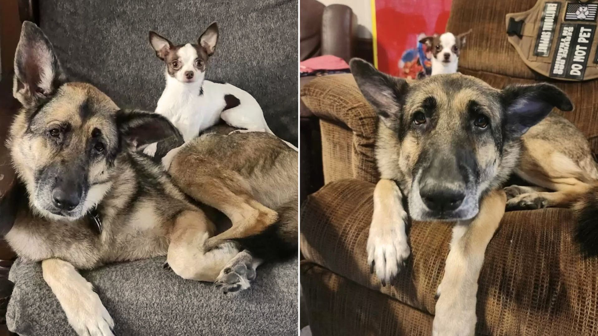 Big Pup Falls In Love With Her Little New Sister And Starts Treating Her As Her Own Baby