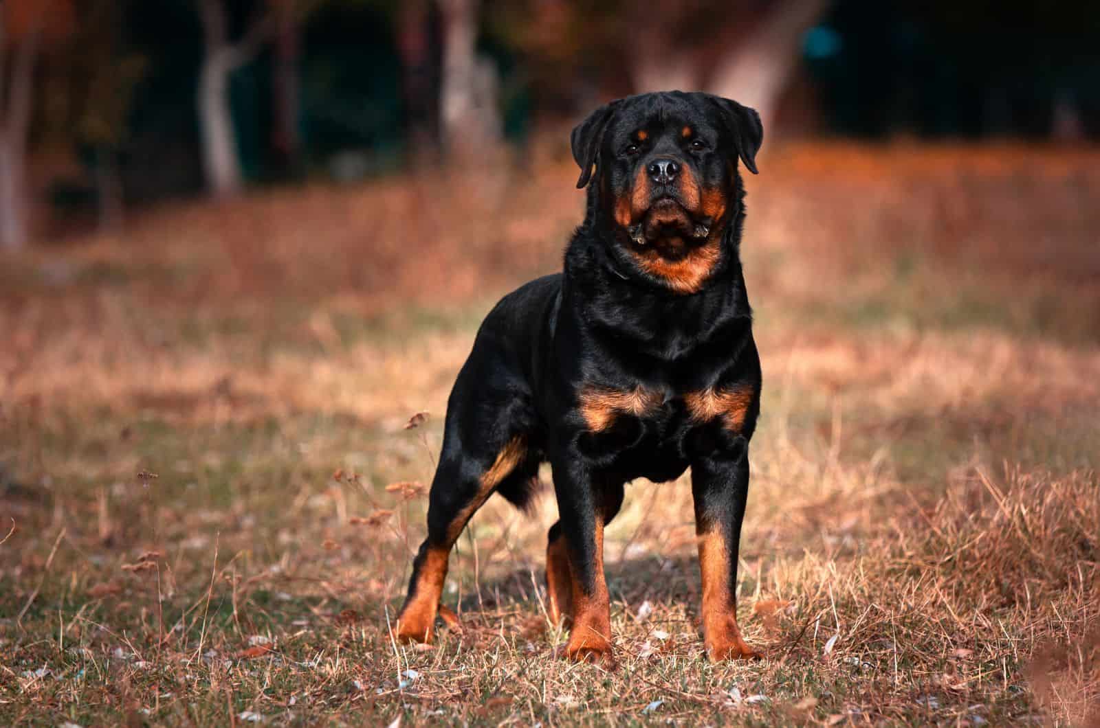 big Rottweiler standing outside