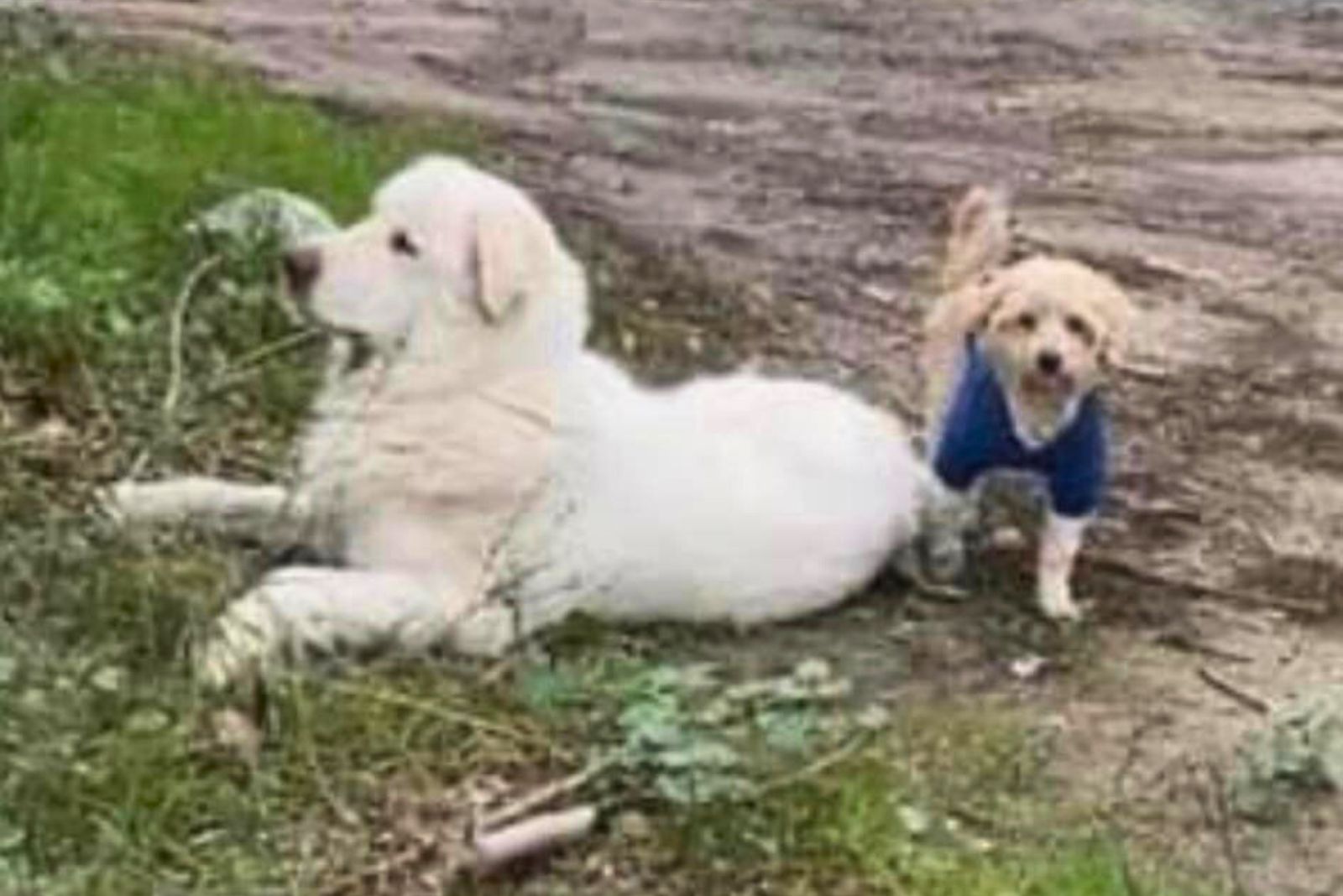 big white dog lying on the ground and a small dog next to him