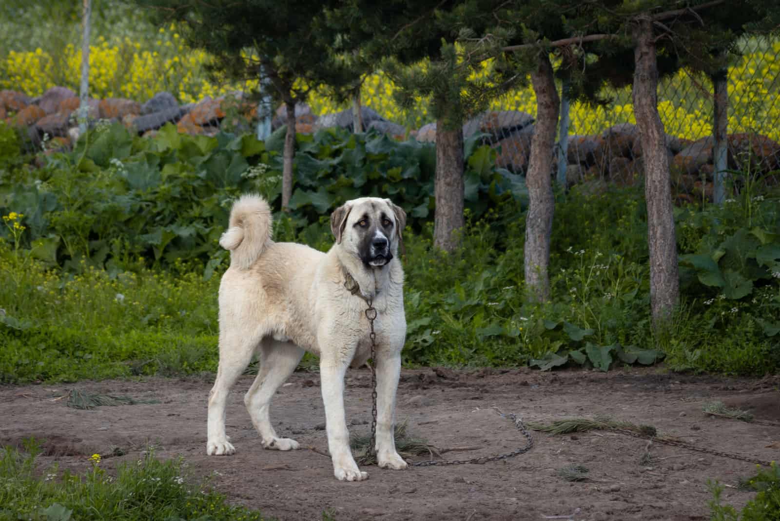 big white kangal