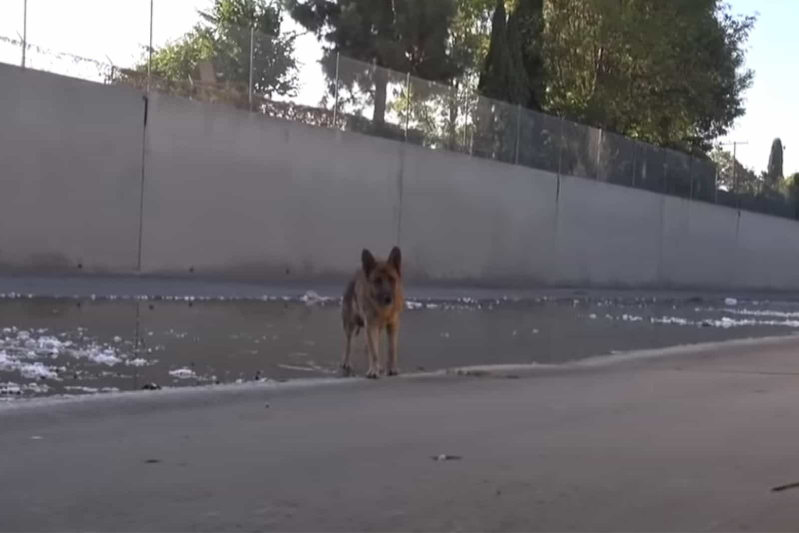 Biggie, A German Shepherd, Rescued After Days Spent In LA River