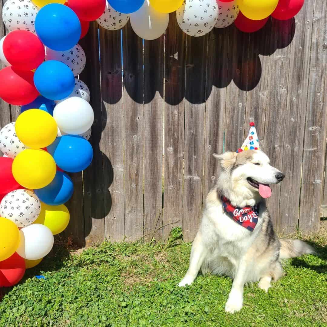 Birthday party of the dog