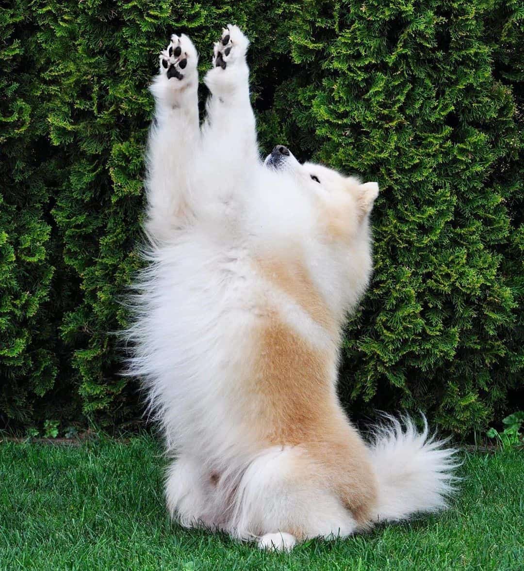 biscuit samoyed