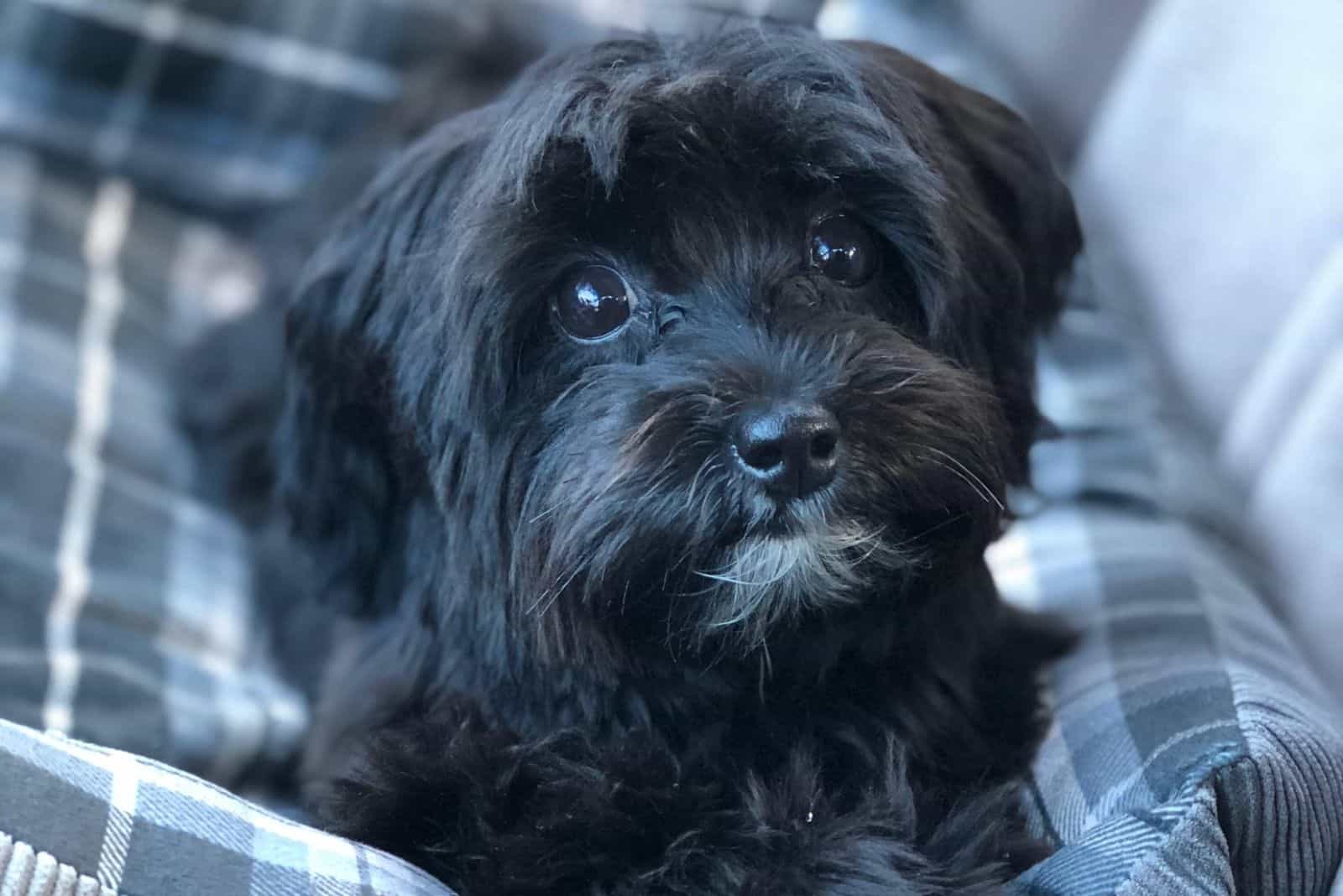 black 6 months old morkiepoo