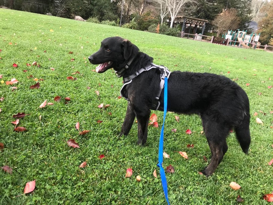 Black adult dog on a leash