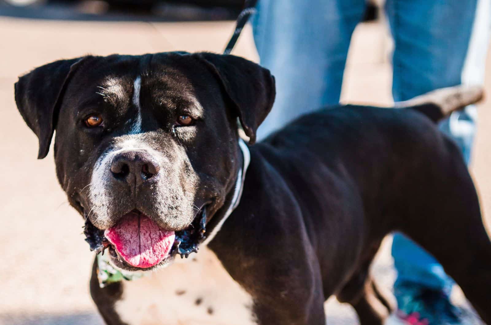 black American Bulldog Pitbull Mix